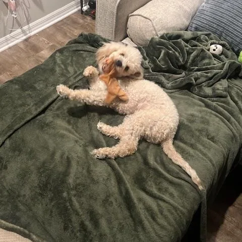 Hazel