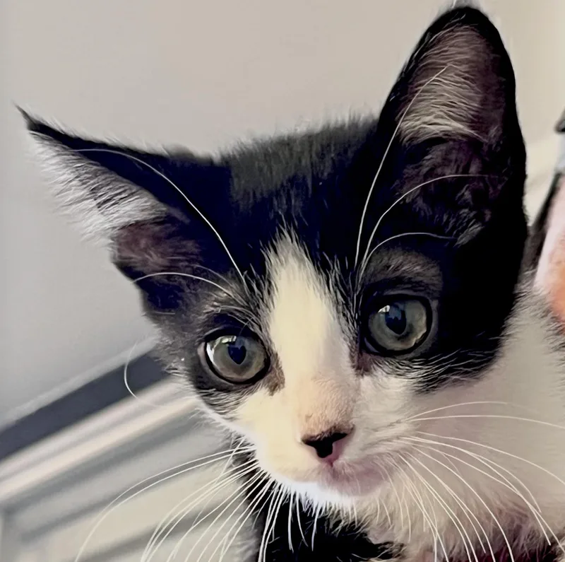 A baby medium-sized male Domestic Short Hair cat named Tommy Thumbs for adoption in Sonora, CA