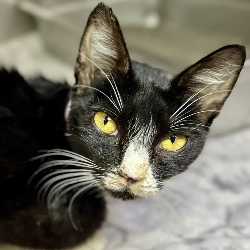 An adult small-sized female Black Domestic Short Hair cat named Taxi Driver for adoption in Austin, TX
