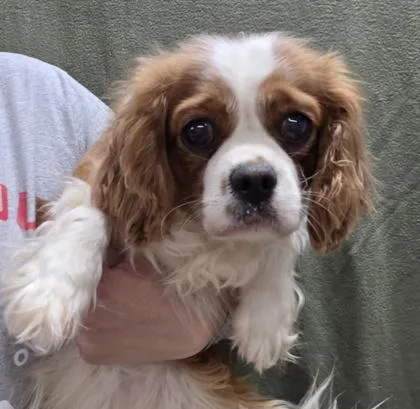 An adult small-sized female Cavalier King Charles Spaniel dog named Penny for adoption in Malvern, PA