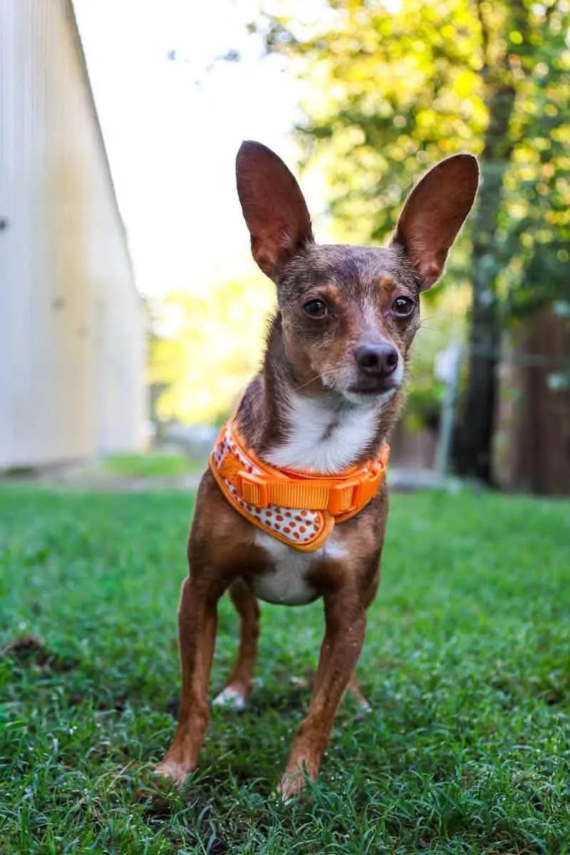 An adult small-sized male Chihuahua dog named Rocky for adoption in Mansfield, TX