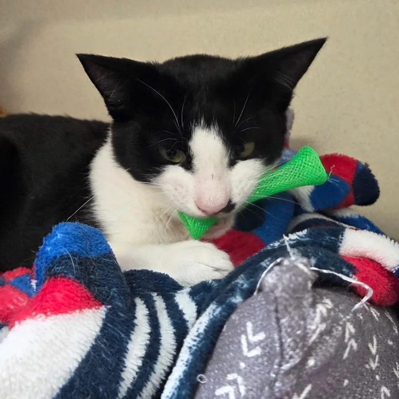 A young medium-sized male Black Domestic Short Hair cat named Lil' Buddy for adoption in Great Falls, MT