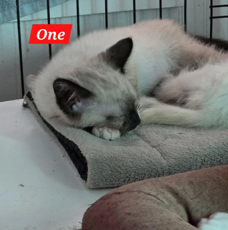 A baby medium-sized female Seal Point Snowshoe cat named One for adoption in Buena Vista, VA