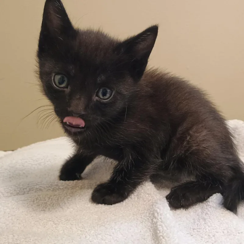 A baby small-sized male Black Domestic Short Hair cat named Maiz for adoption in Pasadena, CA