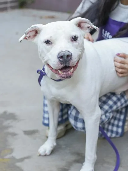 An adult large-sized male Mixed Breed dog named Cavatelli for adoption in Chamblee, GA