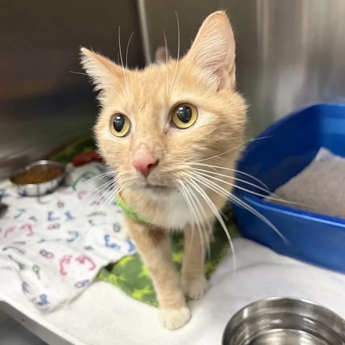 Lima Bean thumbnail 2