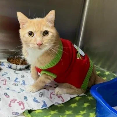 Lima Bean thumbnail 3