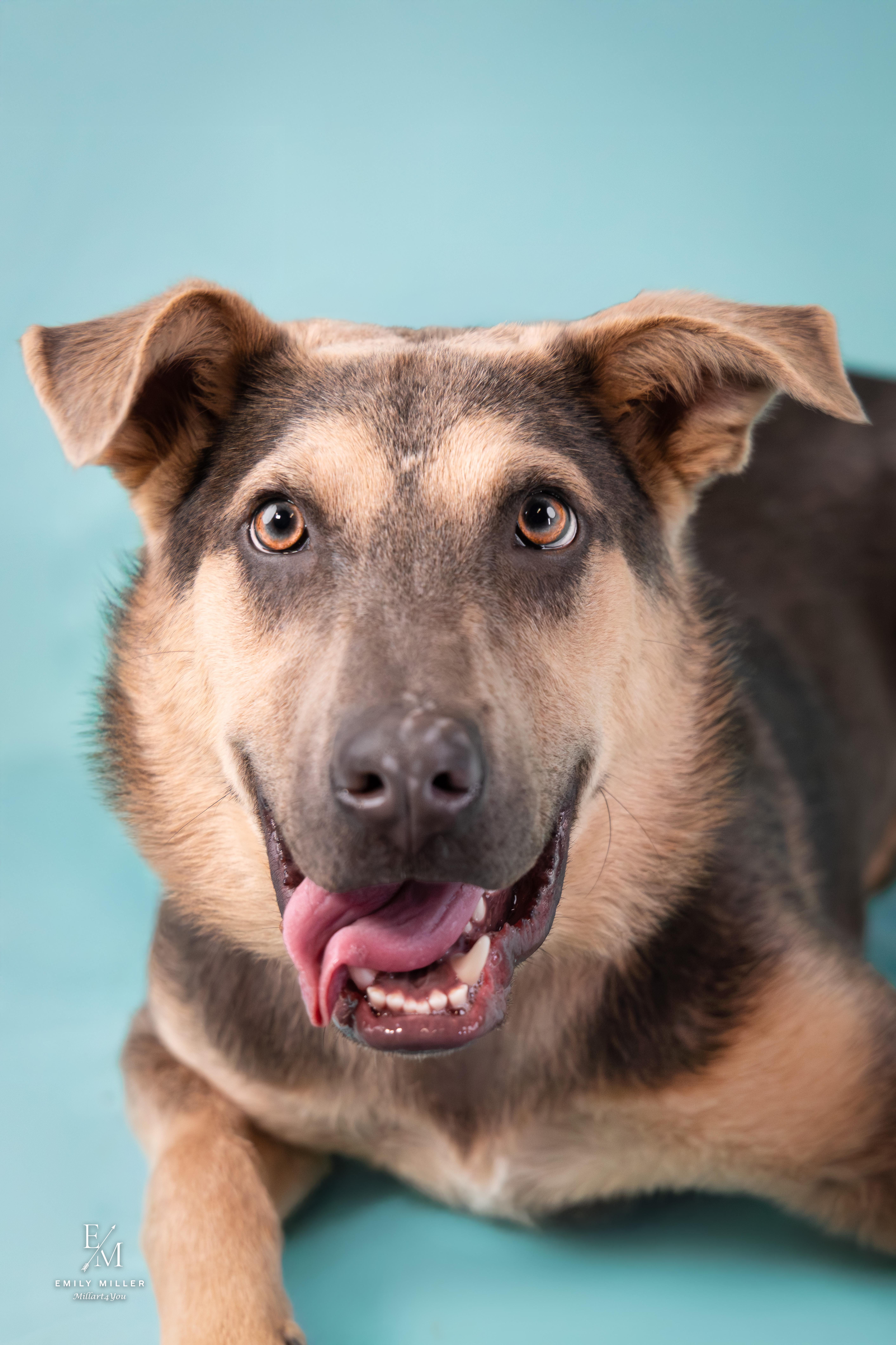 A baby medium-sized male German Shepherd Dog dog named Norman for adoption in Phoenix, AZ