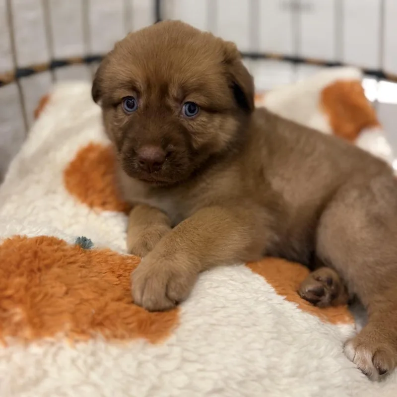 A baby medium-sized female Anatolian Shepherd dog named Cinnamon for adoption in Baton Rouge, LA