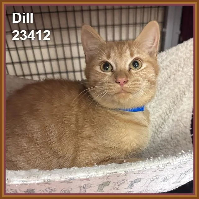 A baby medium-sized male Tabby (Orange / Red) Domestic Short Hair cat named Dill for adoption in Marietta, GA