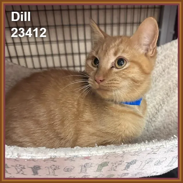Dill thumbnail 2