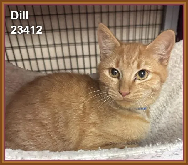 Dill thumbnail 3