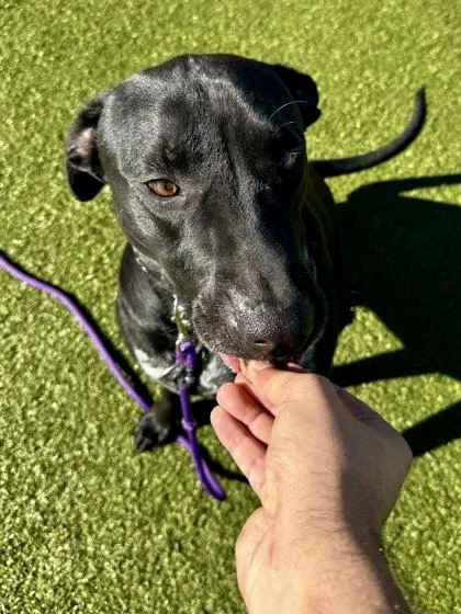 Scar Face thumbnail 3