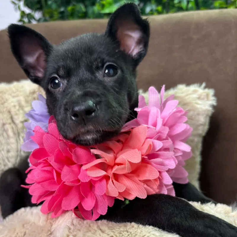 A baby medium-sized female German Shepherd Dog dog named Ana for adoption in Houston, TX