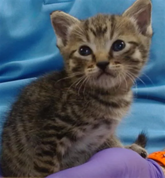 A baby small-sized male Domestic Short Hair cat named Jay for adoption in Miami, FL