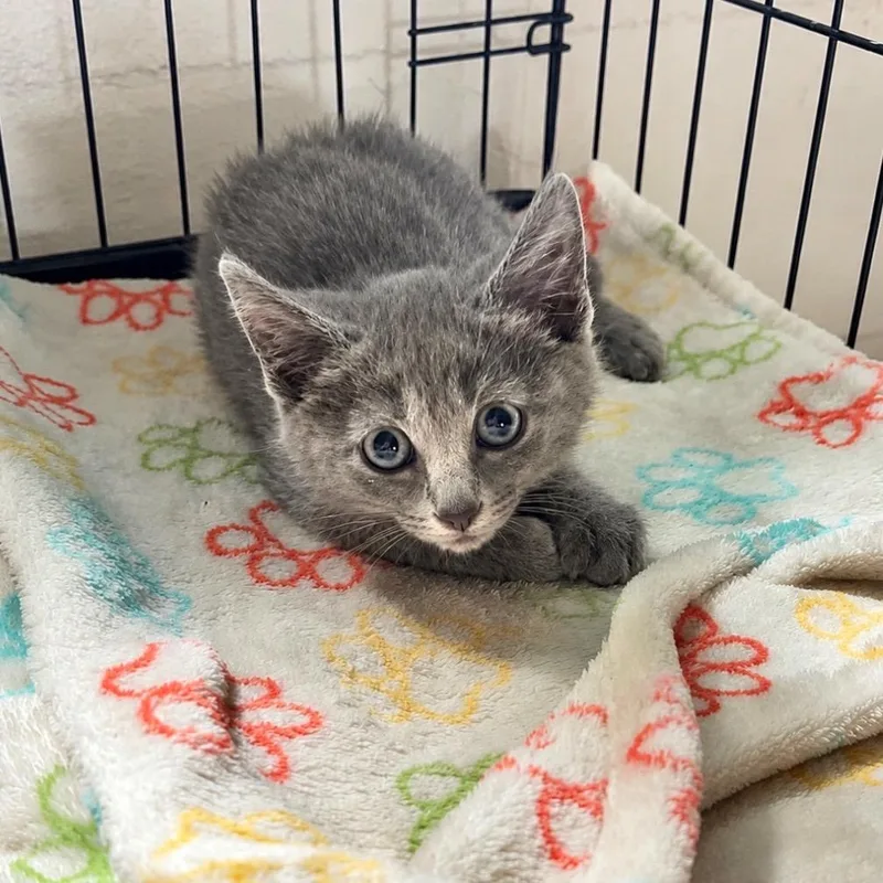 A baby small-sized female Gray / Blue / Silver Domestic Short Hair cat named Minnow for adoption in Monroe, MI