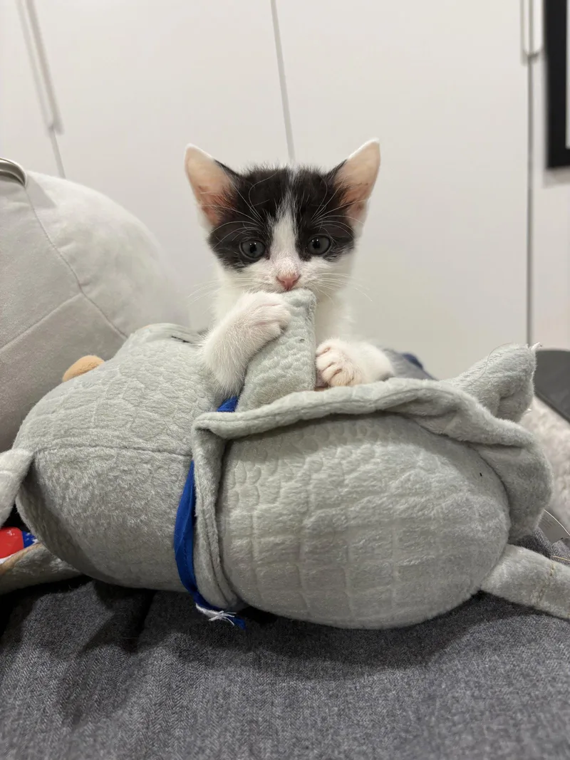 A baby medium-sized female Black Domestic Short Hair cat named River for adoption in Herndon, VA