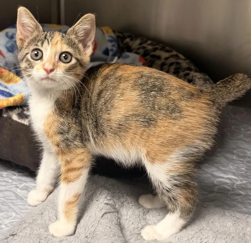 A baby small-sized female Tabby cat named Daisy Duck for adoption in Fort Lauderdale, FL