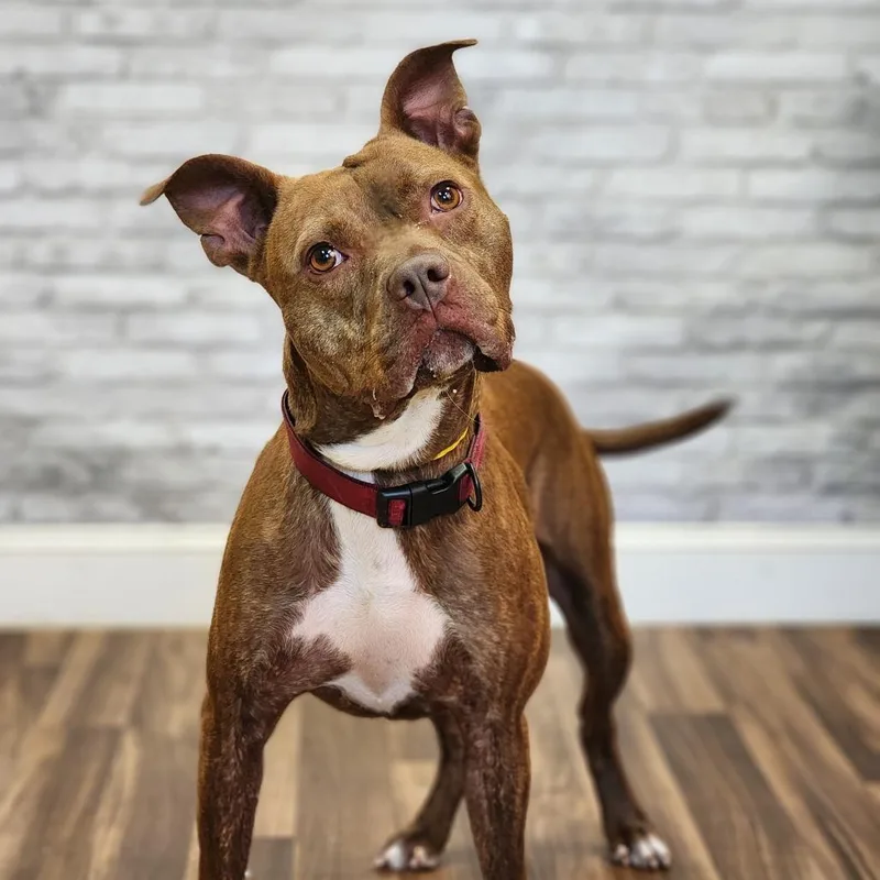 An adult medium-sized male Brindle Pit Bull Terrier dog named Kane for adoption in Montgomery, AL