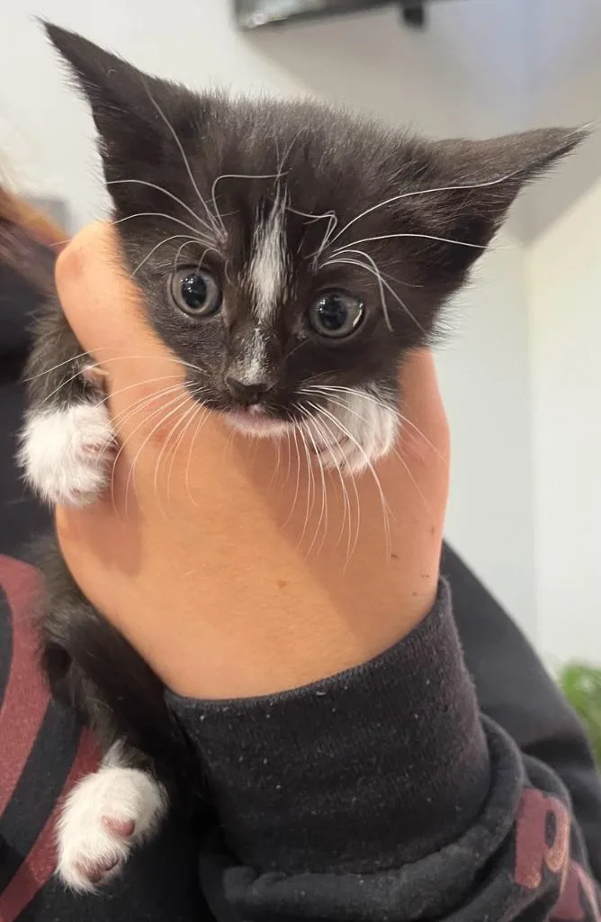 A baby small-sized female Domestic Short Hair cat named Licorice for adoption in Richland Hills, TX
