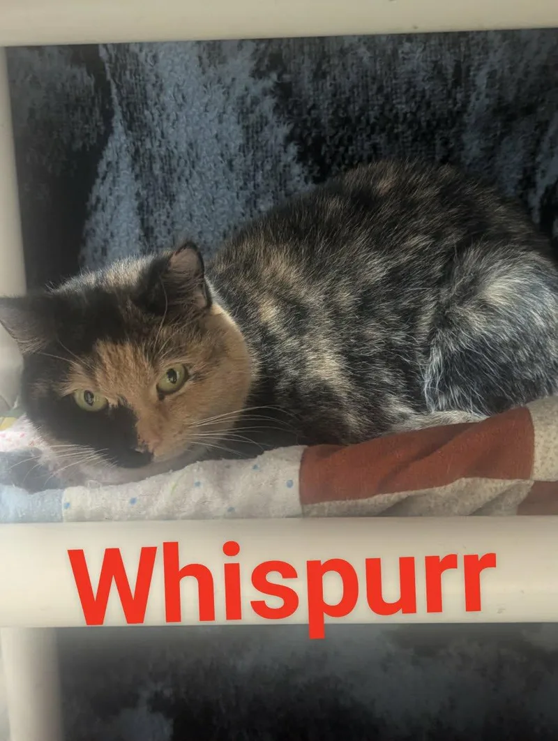 Whispurr