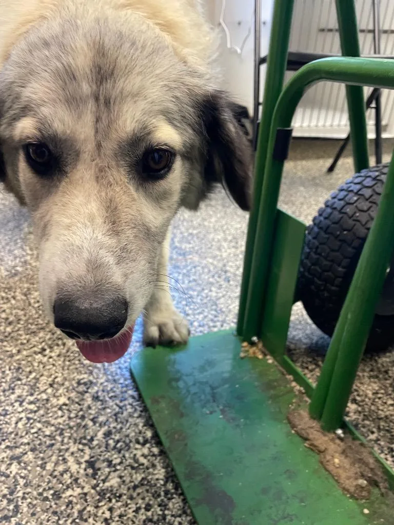 A young large-sized female Mixed Breed dog named Maxine for adoption in Columbia, TN