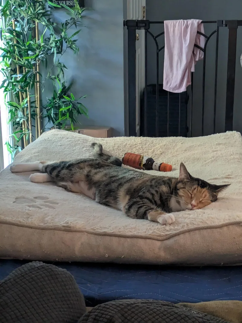 A young medium-sized female Domestic Short Hair cat named Bramble for adoption in Alpharetta, GA