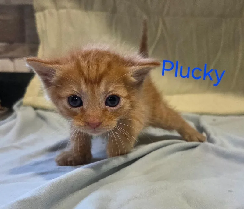 A baby medium-sized male Domestic Short Hair cat named Plucky for adoption in Florence, SC