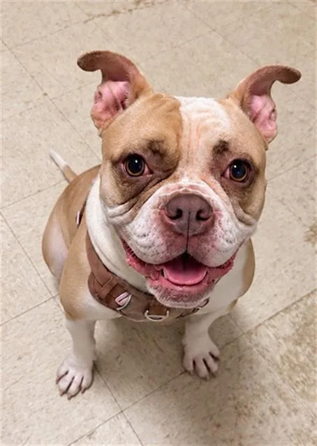 A young medium-sized female Pit Bull Terrier dog named Mimosa for adoption in Statesville, NC