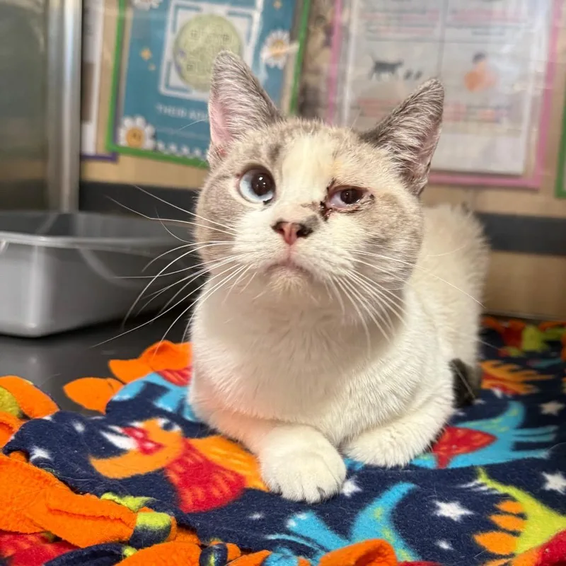 A young small-sized female Tortoiseshell Snowshoe cat named Stormie for adoption in Kansas City, MO