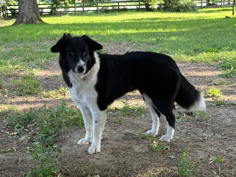 A young medium-sized female Black Mixed Breed dog named Mia for adoption in Chestertown, MD