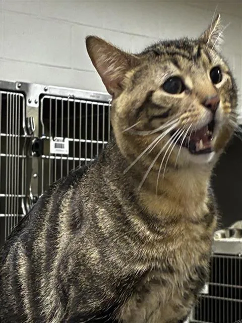 A young medium-sized male Domestic Short Hair cat named Docé for adoption in Upper Marlboro, MD