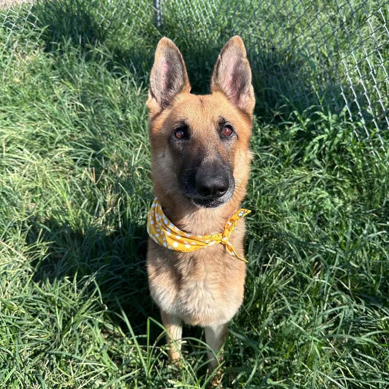 A senior medium-sized male Black German Shepherd Dog dog named PonyBoy for adoption in Stephens City, VA