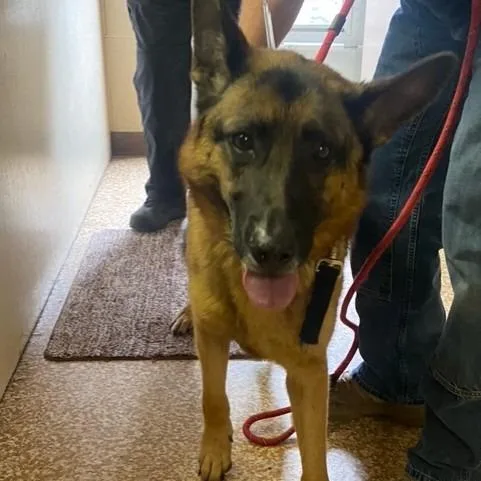 An adult large-sized male German Shepherd Dog dog named Pot Pie for adoption in Chehalis, WA