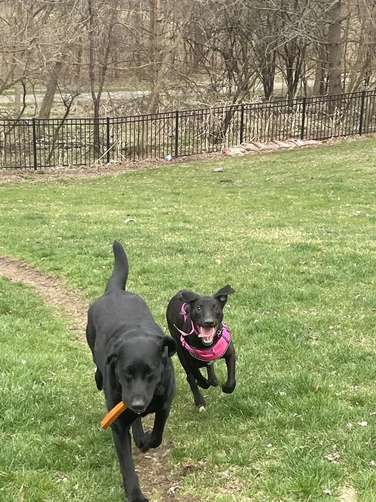 A baby medium-sized female Black Labrador Retriever dog named Daisy Sprout for adoption in Waunakee, WI