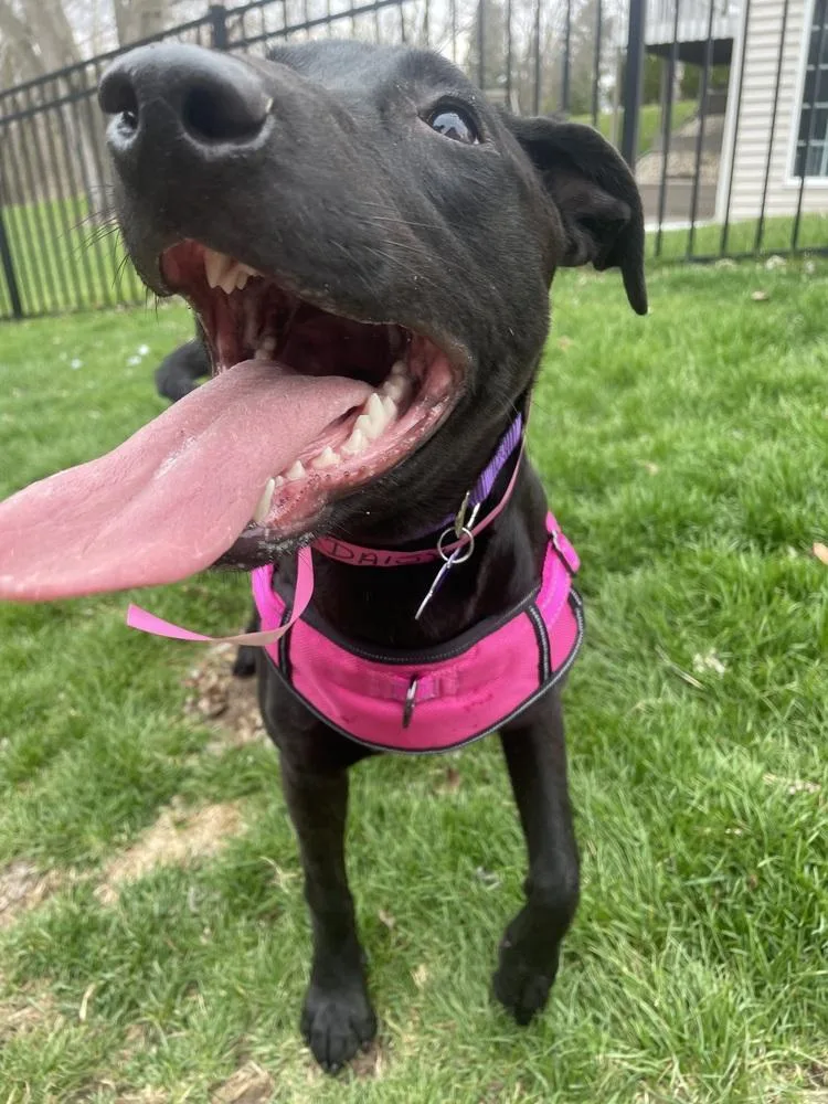 Daisy Sprout thumbnail 3