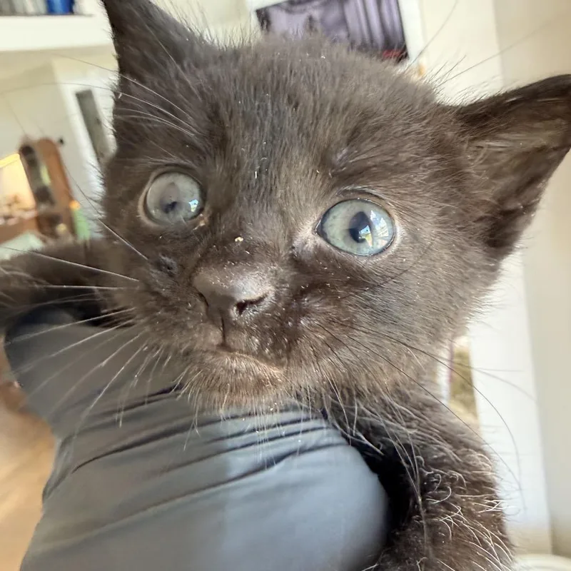 A baby small-sized male Black Domestic Short Hair cat named Clove for adoption in Alexandria, VA