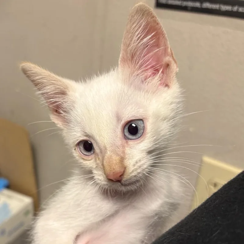 A baby small-sized male Flame Point Domestic Short Hair cat named Cobweb for adoption in Yuma, AZ