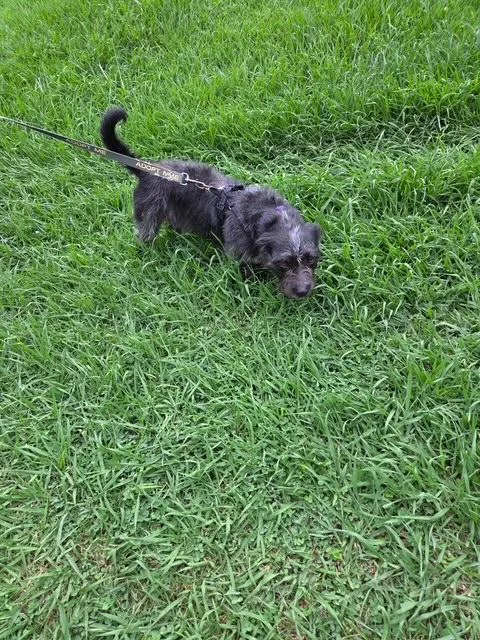 Otto