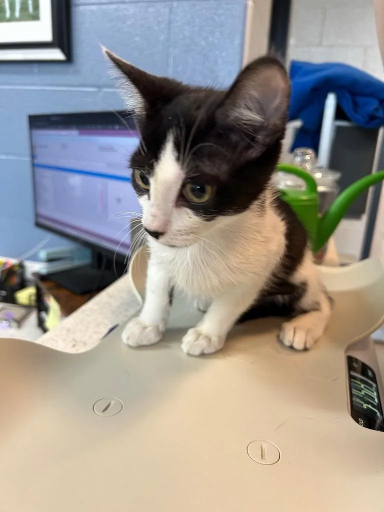 A baby small-sized male Domestic Short Hair cat named Eazyc for adoption in East Ridge, TN