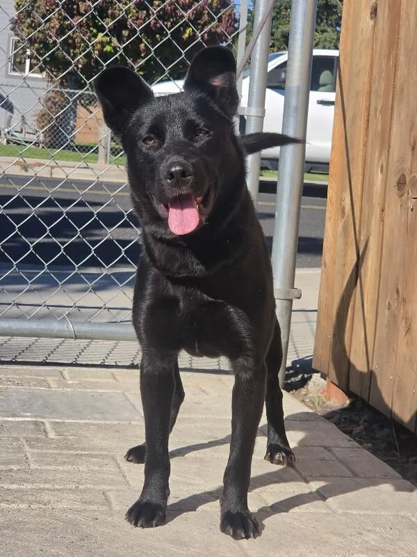An adult medium-sized female Black German Shepherd Dog dog named Valkyrie for adoption in North Bend, WA