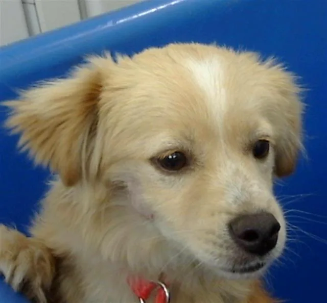 A young small-sized male Mixed Breed dog named Halfpint for adoption in Dallas, TX
