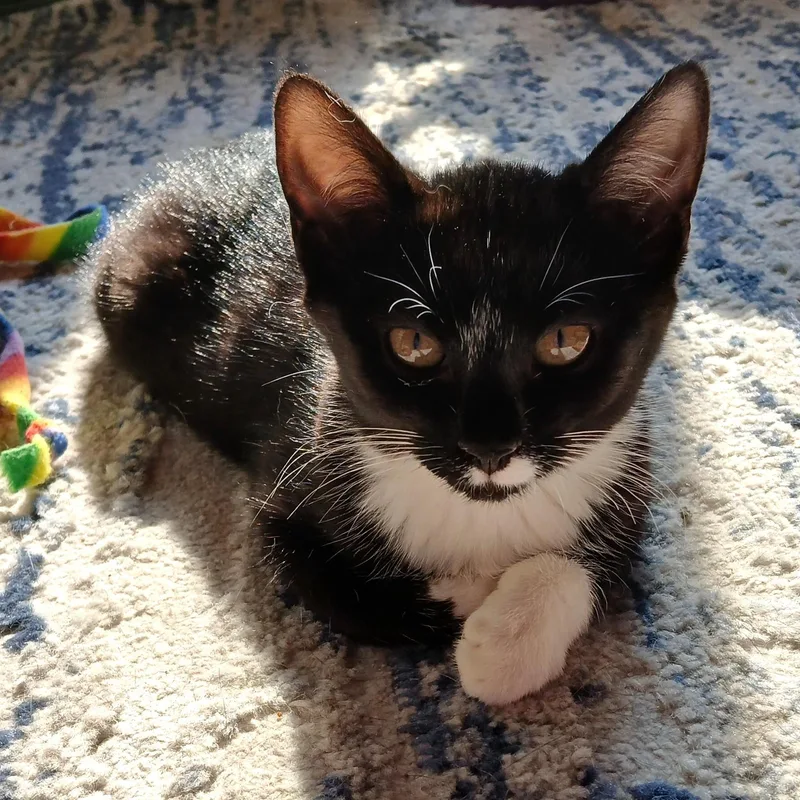 A young medium-sized female Black & White / Tuxedo Domestic Short Hair cat named Darla for adoption in Germansville, PA