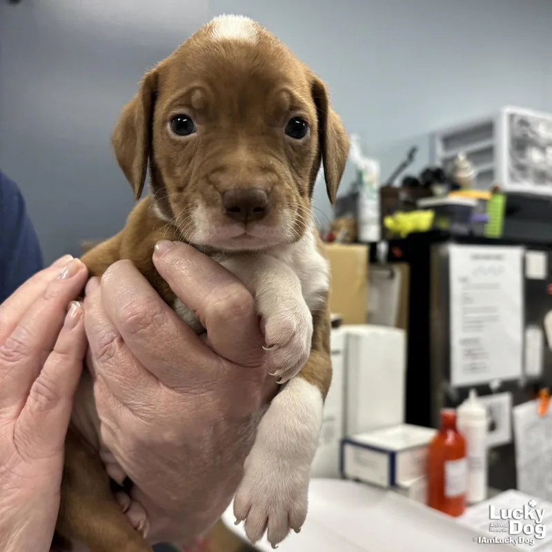 A baby medium-sized male Retriever dog named Cone for adoption in Washington, DC