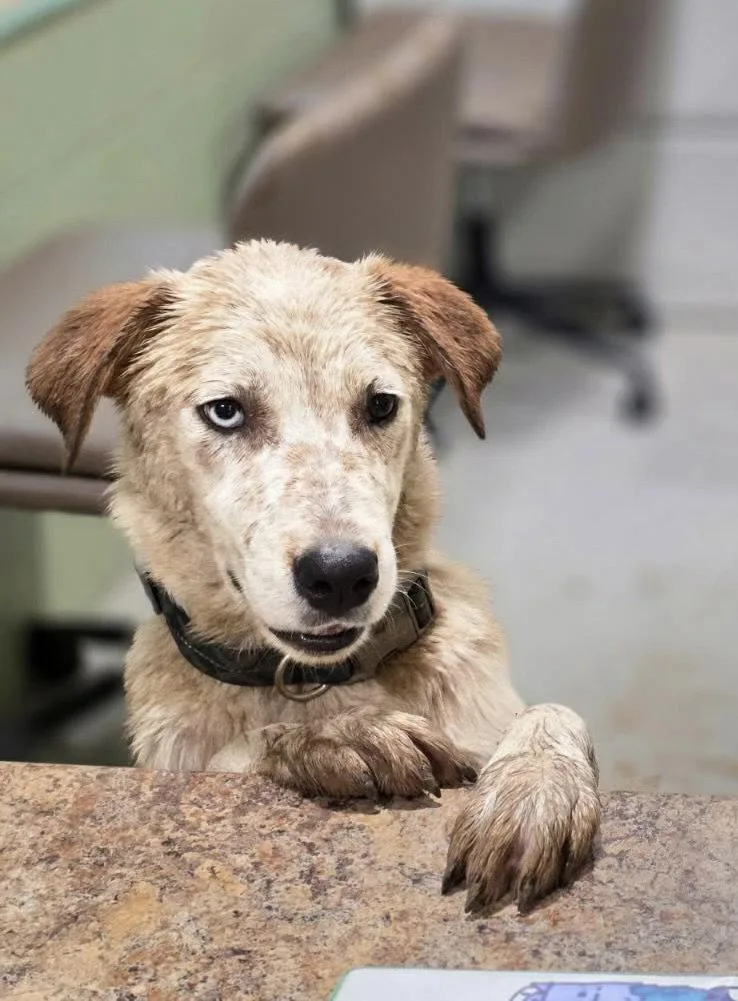 A young medium-sized male Australian Cattle Dog / Blue Heeler dog named Sam for adoption in New Martinsville, WV