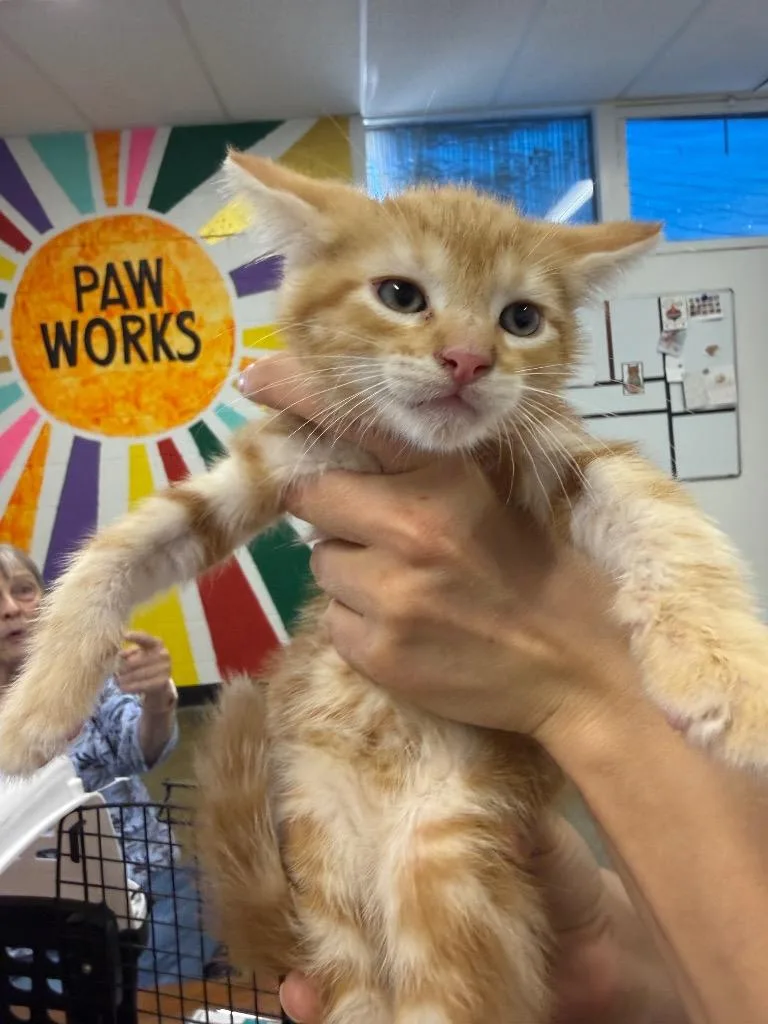 A baby small-sized male Domestic Short Hair cat named Fawn for adoption in Thousand Oaks, CA