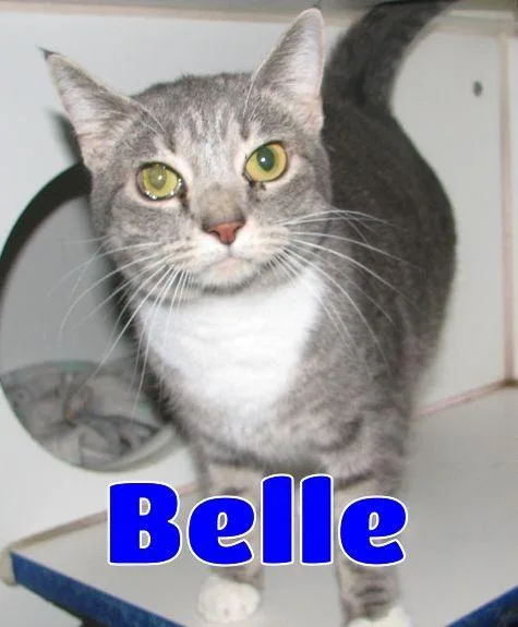 Belle thumbnail 3