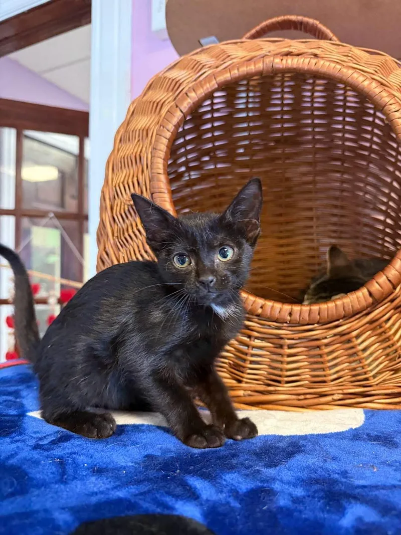 A young small-sized female Black & White / Tuxedo Domestic Short Hair cat named Hannah Wells for adoption in Freeport, NY