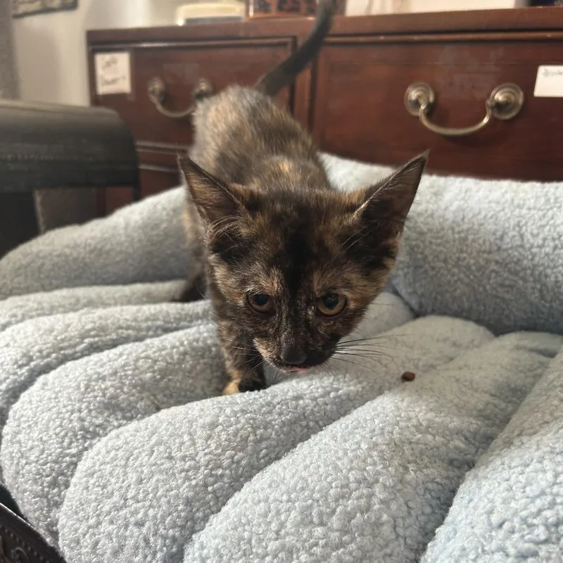 A baby small-sized female Brown / Chocolate Domestic Short Hair cat named Fortune for adoption in Little Rock, AR