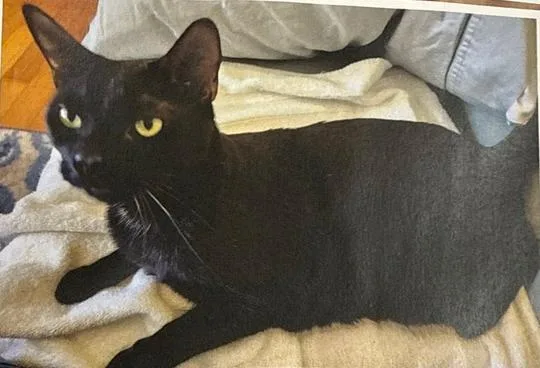 An adult medium-sized male Black Domestic Short Hair cat named Cosmo for adoption in Safety Harbor, FL